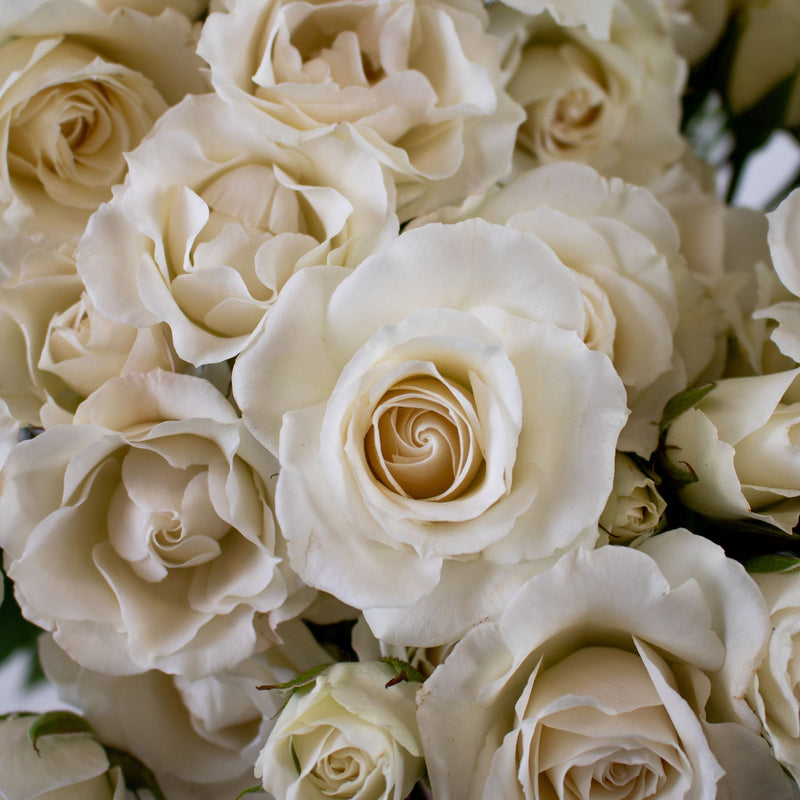 Ivory White Spray Rose Flower Up Close