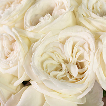 Jeanne Moreau Garden Roses up close