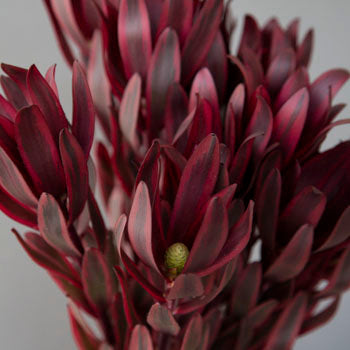 Jester Leucadendron