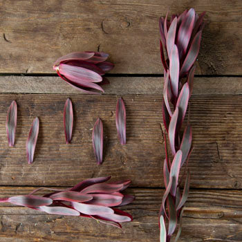 Jester Leucadendron