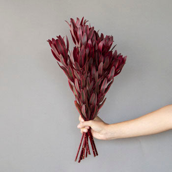 Jester Leucadendron