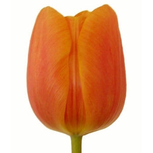 Jimmy Orange Tulips Wholesale Flower Up close