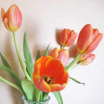 Jimmy Orange Tulip Wholesale Flower In a vase