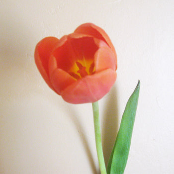 Jimmy Orange Tulips Wholesale Flower Side Stem