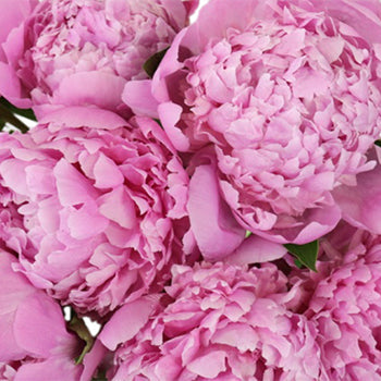 Jules Eli Millennial Pink Peonies up close