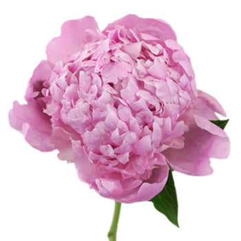 Jules Eli Millennial Pink Peony Stem
