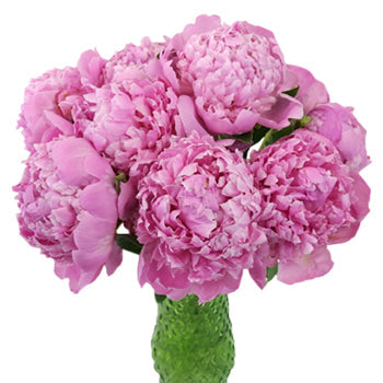 Jules Eli Millennial Pink Peony in a vase