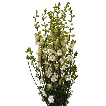 June Combo Larkspur DIY Flower Kit Up Close
