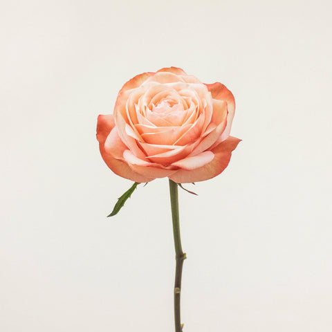 Kahala Peach Rose Stem