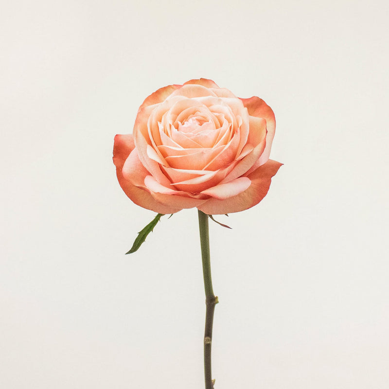 Kahala Peach Rose Stem