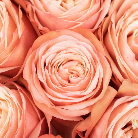 Kahala Peach Roses Up Close