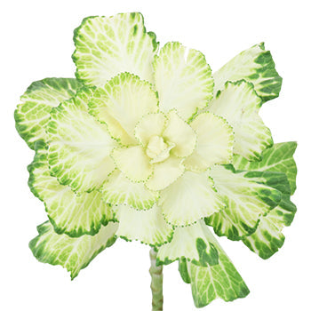 Cream Designer Ornamental Kale Flower