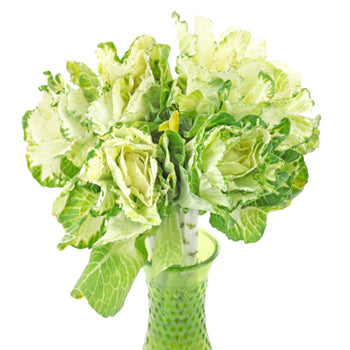 Cream Designer Ornamental Kale Flower