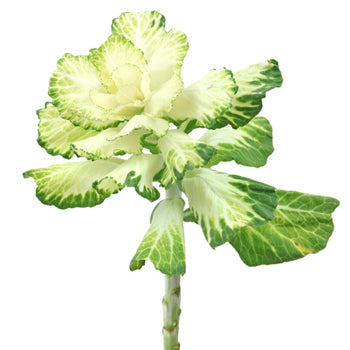 Cream Designer Ornamental Kale Flower