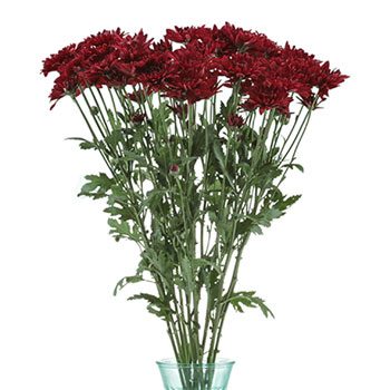 Posh Red Dahlia Style Cushion Flower