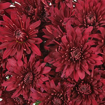 Posh Red Dahlia Style Cushion Flower