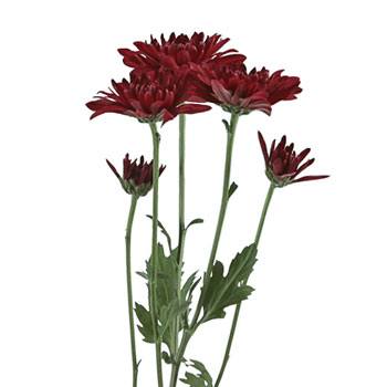 Posh Red Dahlia Style Cushion Flower