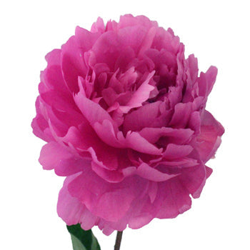 Kansas Hot Pink Peony Side Stem View