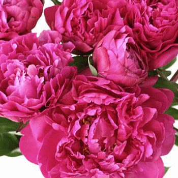 Kansas Hot Pink Peonies up close