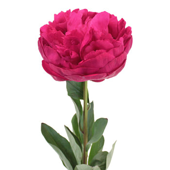 Kansas Magenta Pink Peony Side Stem View