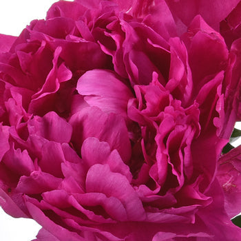 Kansas Magenta Pink Peonies up close