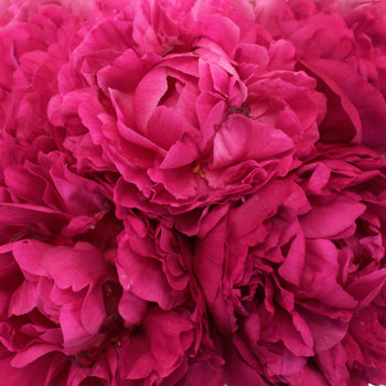 Kansas Magenta Pink Peonies up close