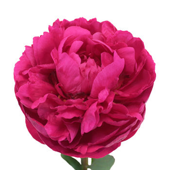 Kansas Magenta Pink Peony Stem