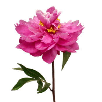 Karl Rosenfield Hot Pink Peony Side Stem View