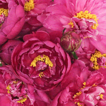 Karl Rosenfield Hot Pink Peonies up close
