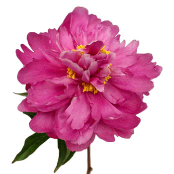 Karl Rosenfield Hot Pink Peony Stem