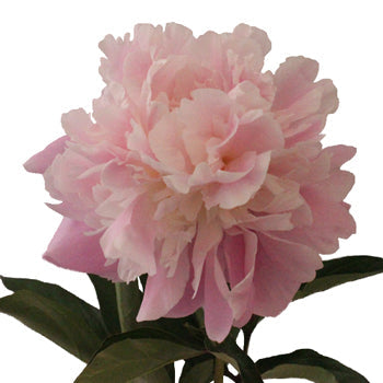 Katherina Light Pink Peony Stem