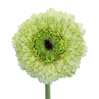 Pistachio Flair Gerrondo Gerbera Daisies