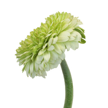 Pistachio Flair Gerrondo Gerbera Daisies
