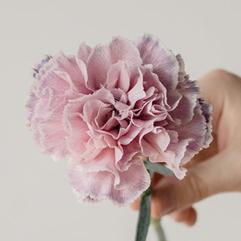 Killua Pink and Lavender Carnations side stem