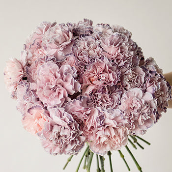 Killua Pink and Lavender Carnation Flower In a hand