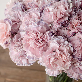Killua Pink and Lavender in a vase Close Up