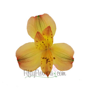 Kiss of Orange alstroemeria Wholesale Bloom Close up