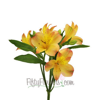 Kiss of Orange alstroemeria Wholesale Flower Stem