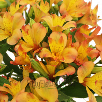 Kiss of Orange alstroemeria Wholesale Flower Upclose
