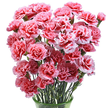 Knock Out Carnation Flowers In a vase