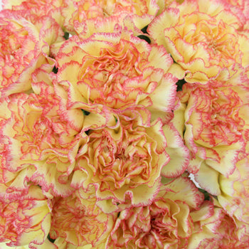 Komachi Fiesta Peachy Yellow and Pink Wholesale Carnations Up close