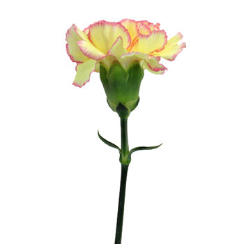 Komachi Fiesta Peachy Yellow and Pink Carnations side stem