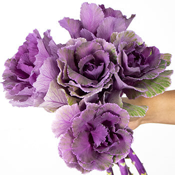 Ruffled Purple Kale Flower