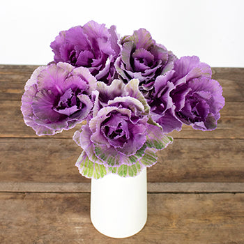Ruffled Purple Kale Flower