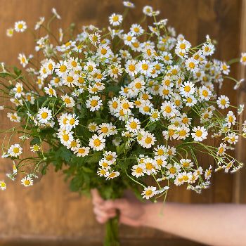 Feverfew Daisy Wholesale Cut Flower