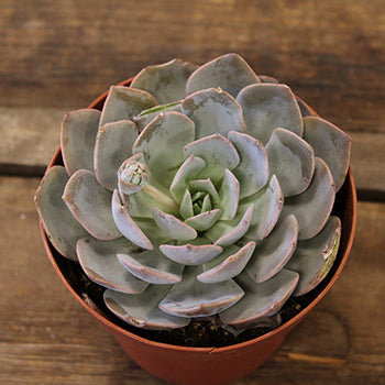 The Trio Potted Large Succulent Pack