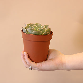 The Trio Potted Large Succulent Pack