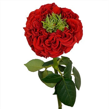 Latin Red Garden Rose Side Stem View
