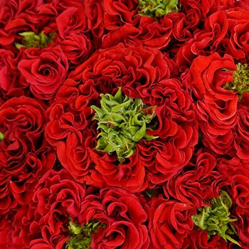 Latin Red Garden Roses up close