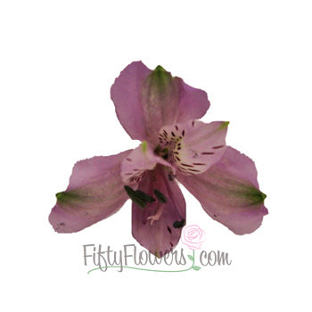 Lavender alstroemeria Wholesale Bloom